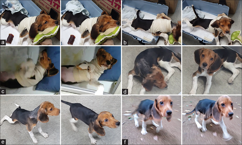 Stages of the dog’s recovery, (a) 10 days (b) 14 days (c) 17 days (d) 20 days, and (e) 24 days post-operation. (Image: C-Yoon Kim et al., 2016)